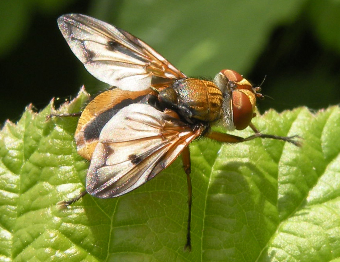 Ectophasia crassipennis?